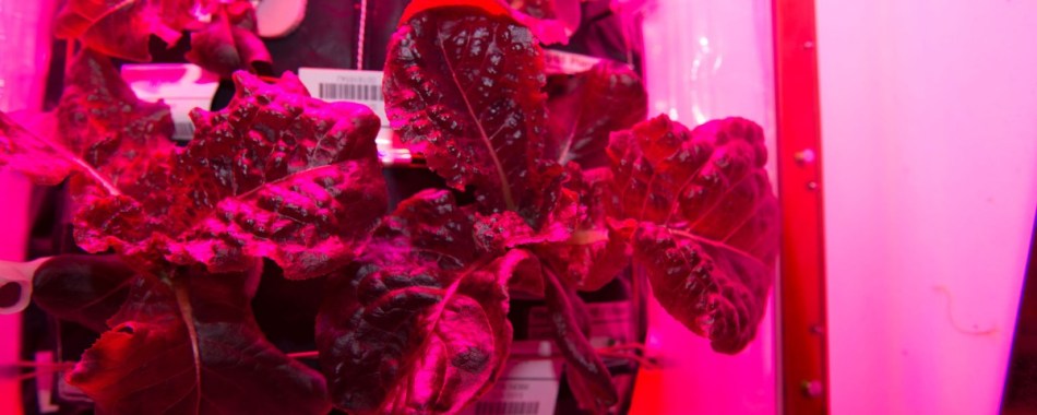 18 jan - flower in space 1.jpg