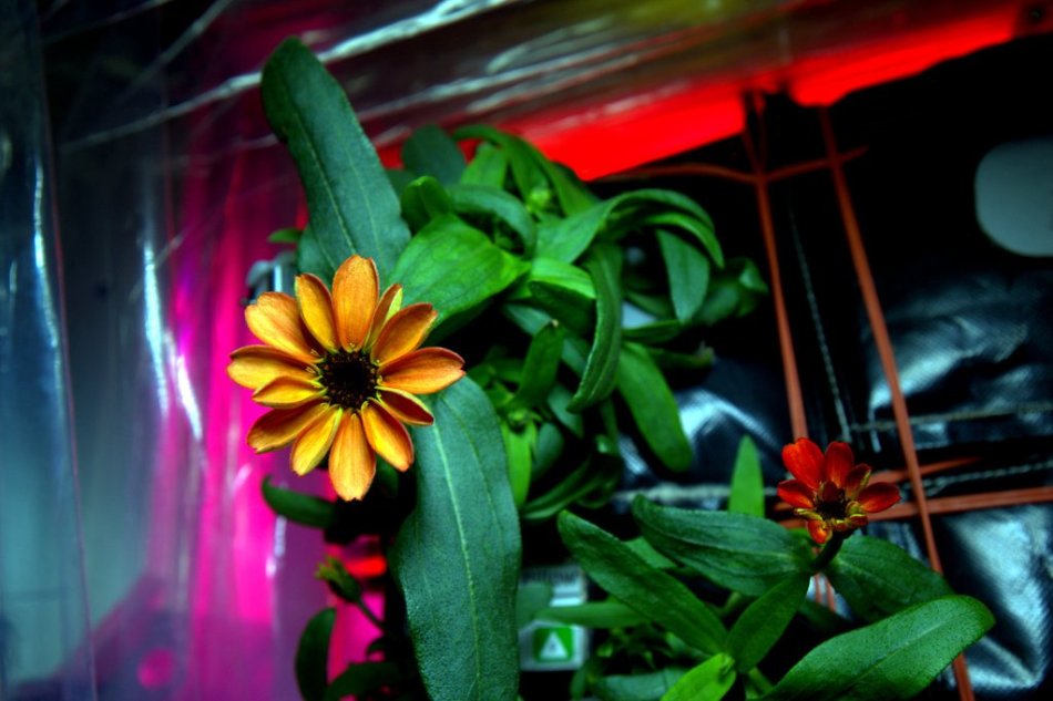 18 jan - flower in space 3.jpeg