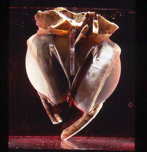 15well_heart-blog480.jpg
